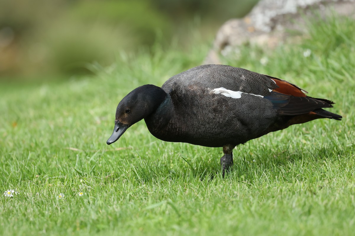 Paradiesgans - ML644443251