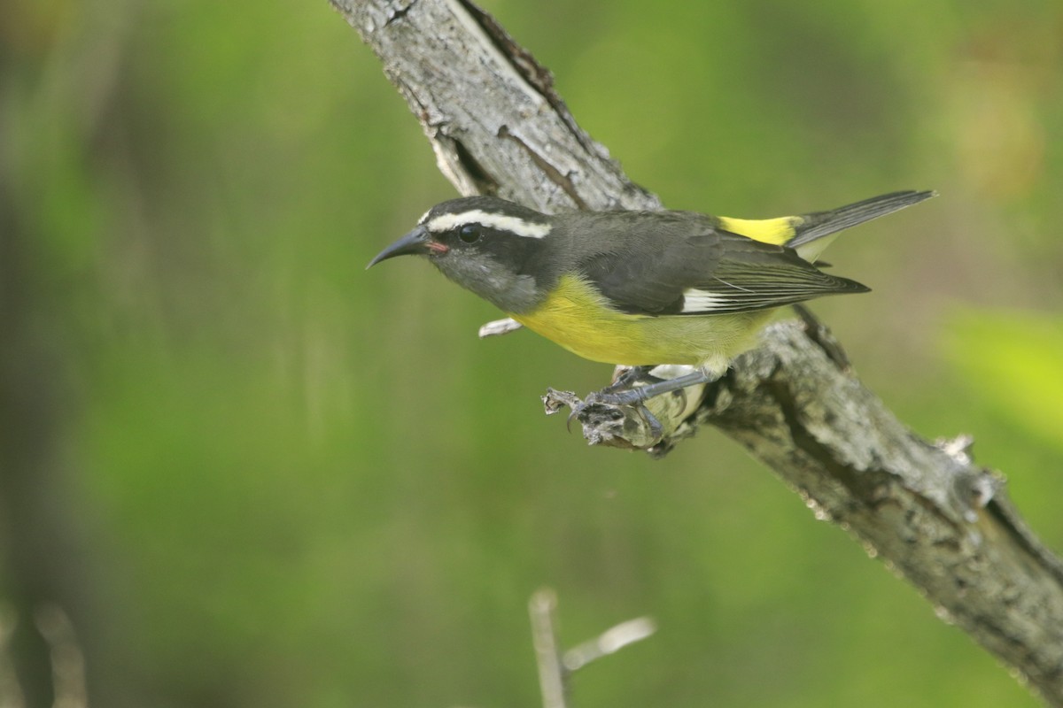 Bananaquit - ML644443253