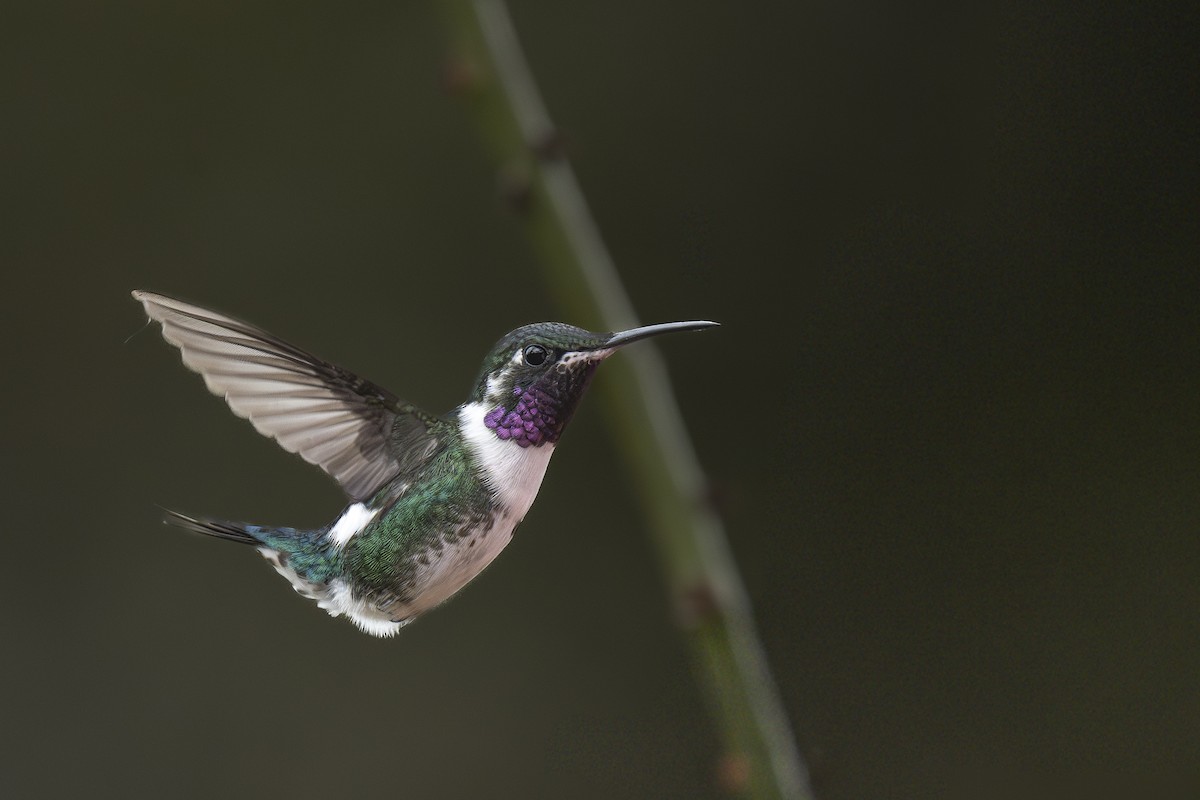 シロハラチビハチドリ - ML644443255