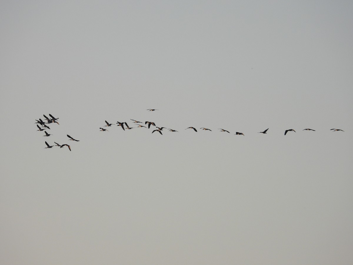Straw-necked Ibis - ML644443259