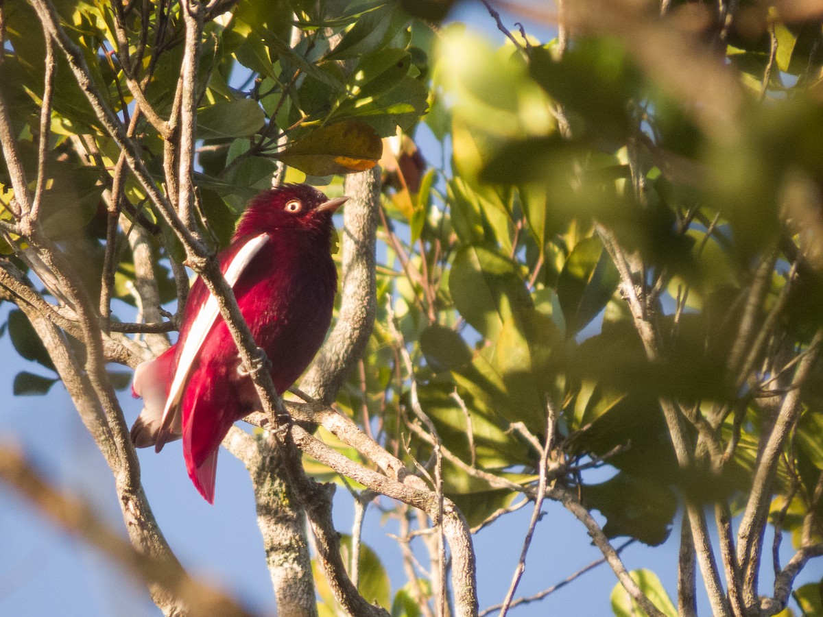 Pompadour Cotinga - ML644443260