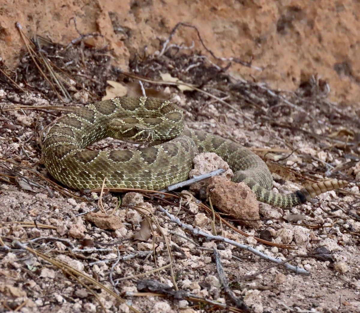 Animals - ML644443261