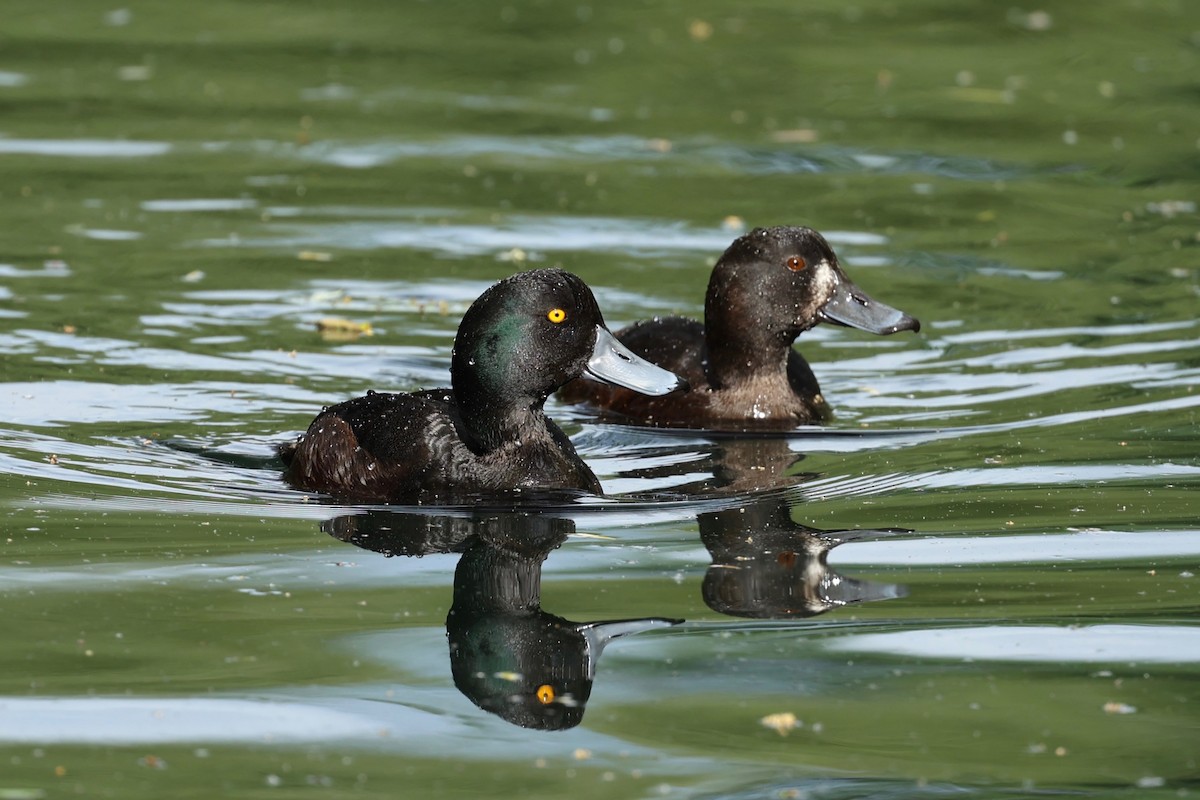 New Zealand Scaup - ML644443262