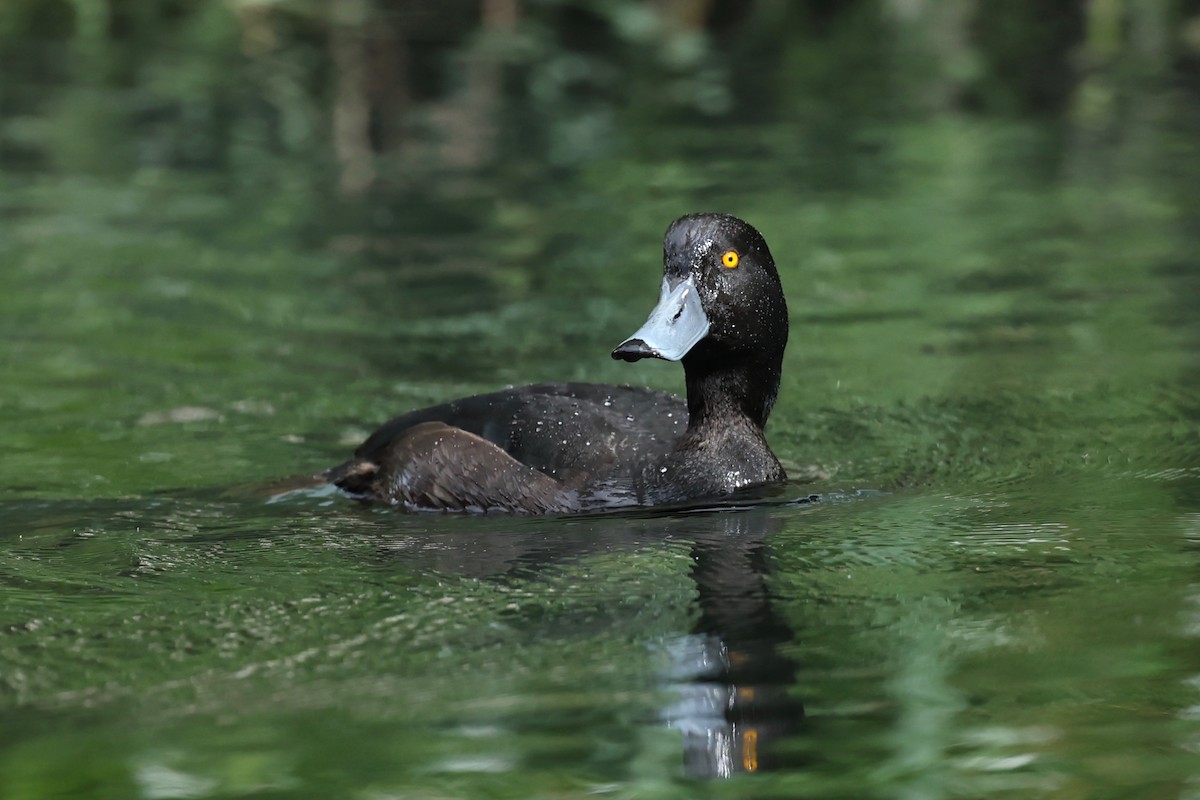 New Zealand Scaup - ML644443263