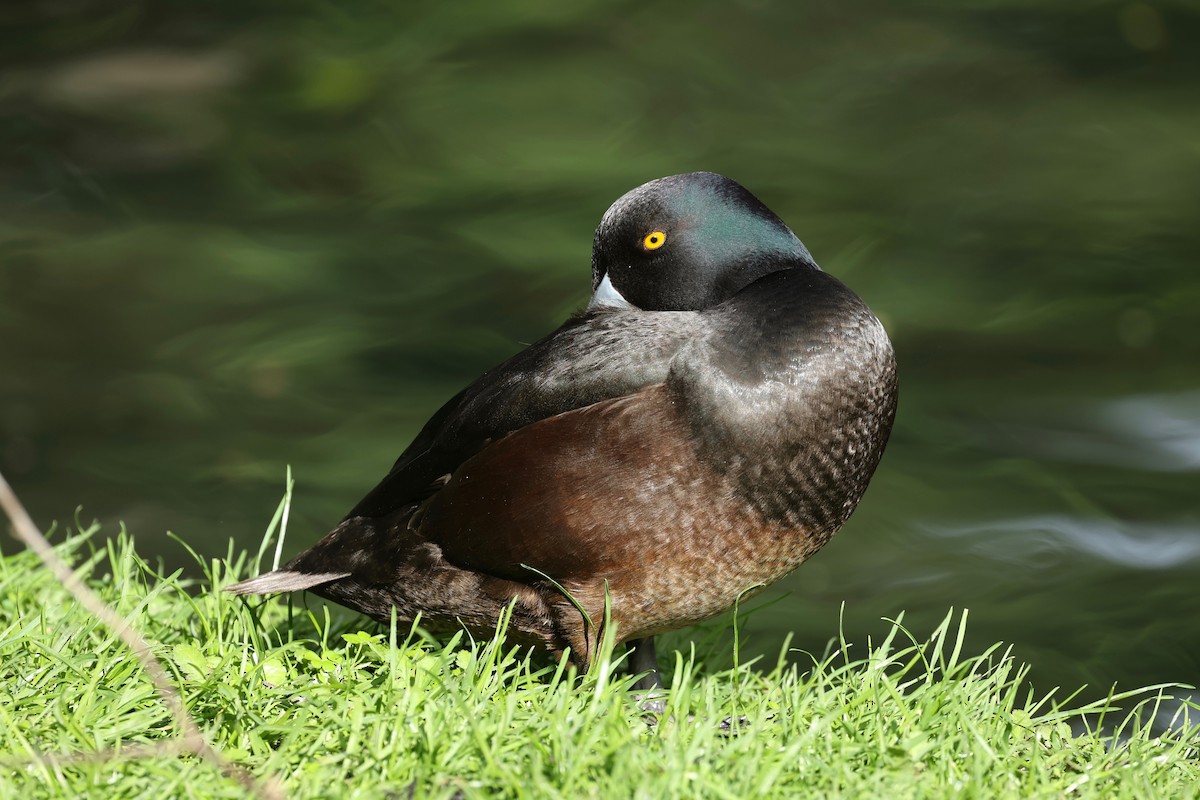 New Zealand Scaup - ML644443264