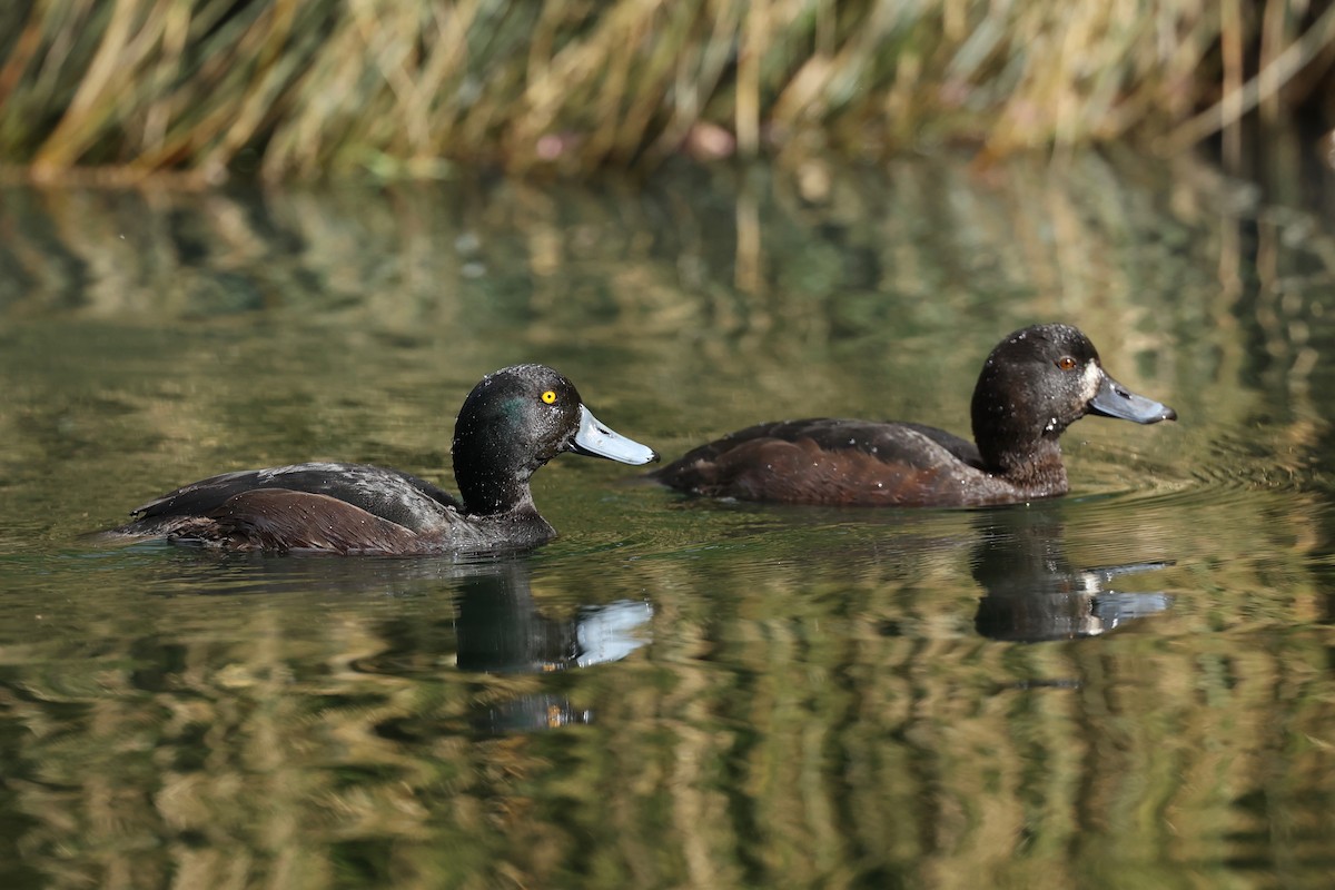 New Zealand Scaup - ML644443265