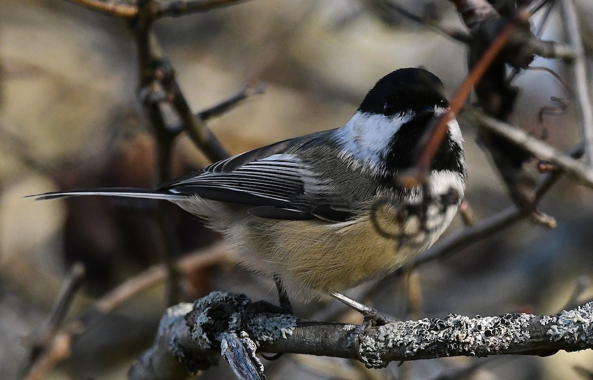 Black-capped Chickadee - ML644443267