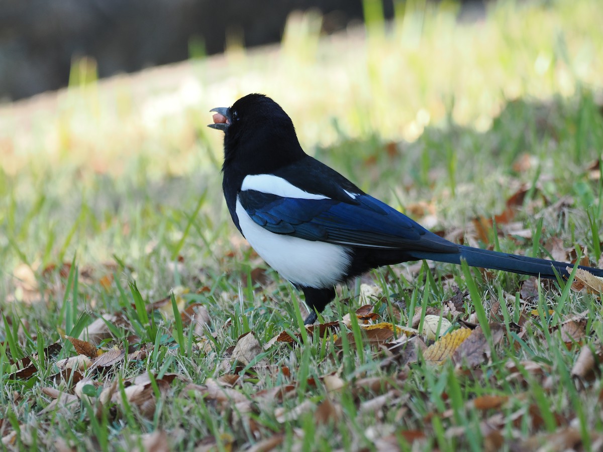 Oriental Magpie - ML644443273