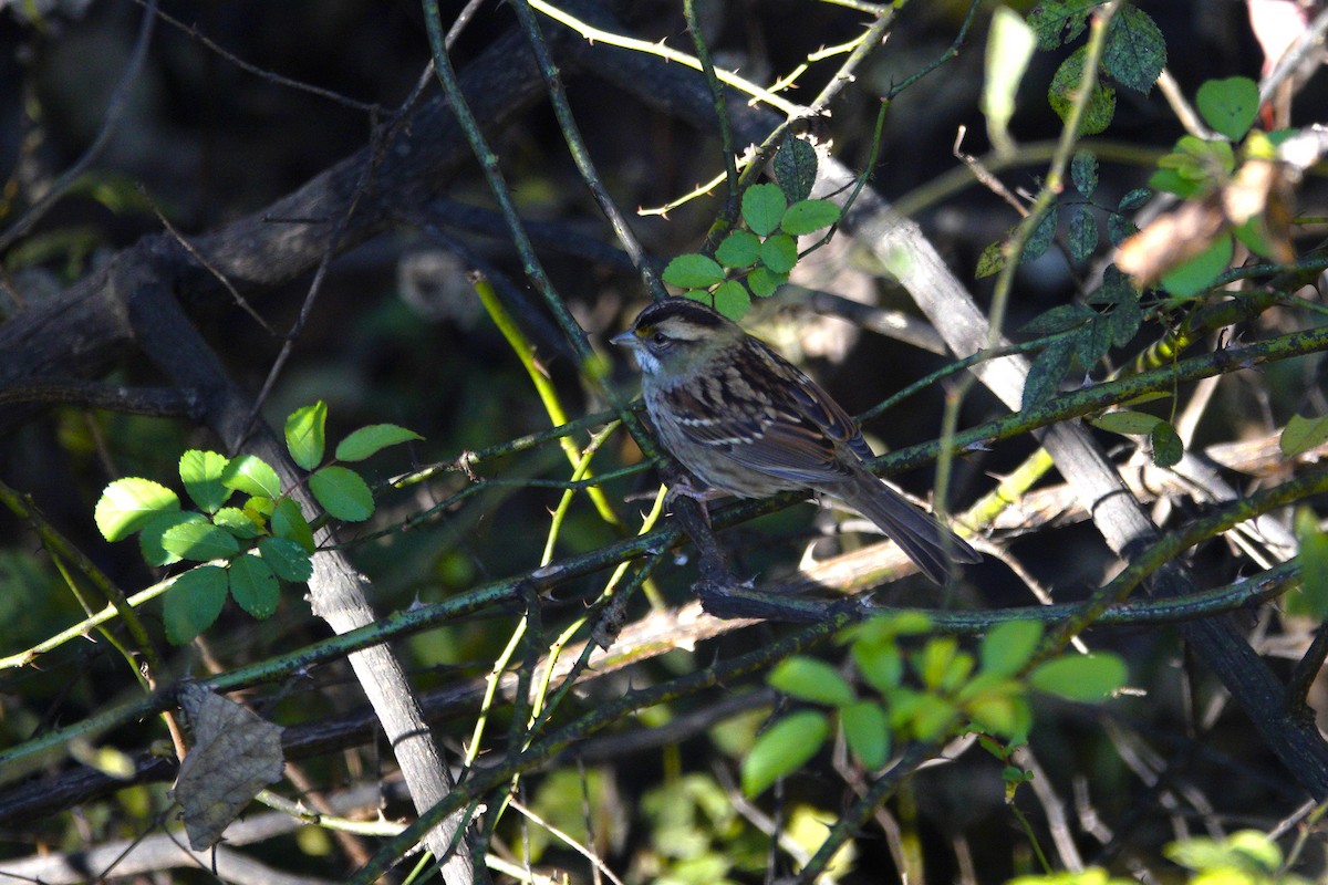 White-throated Sparrow - ML644443307
