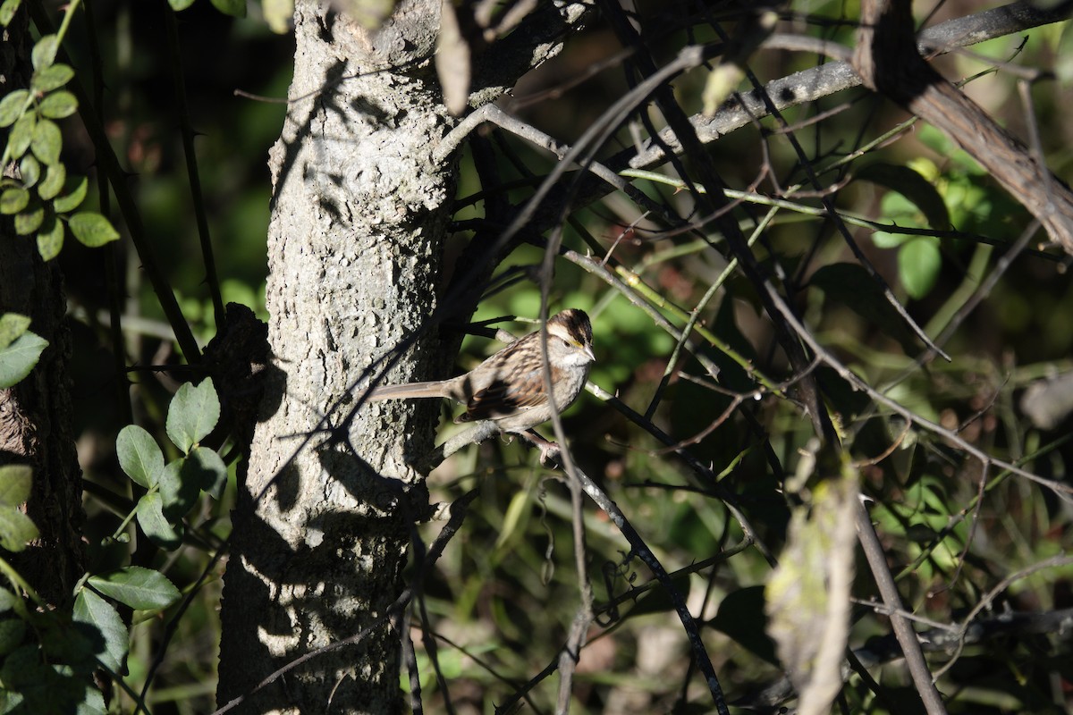 White-throated Sparrow - ML644443308