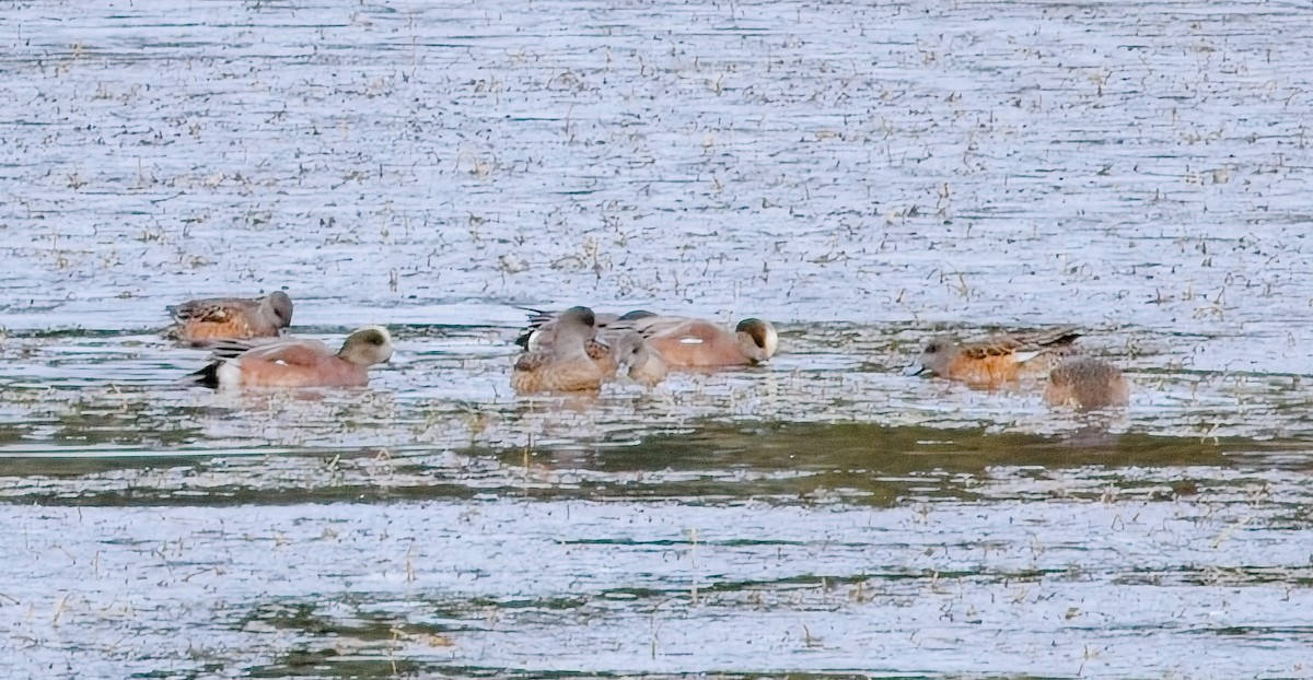 American Wigeon - ML644443317