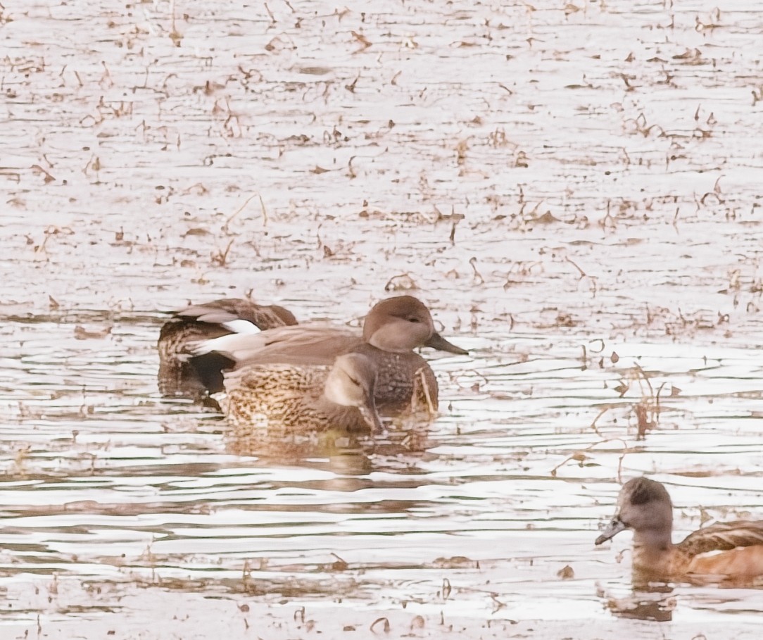 Нерозень - ML644443329