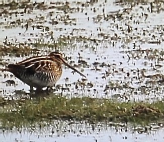 bekasina severoamerická - ML644443330