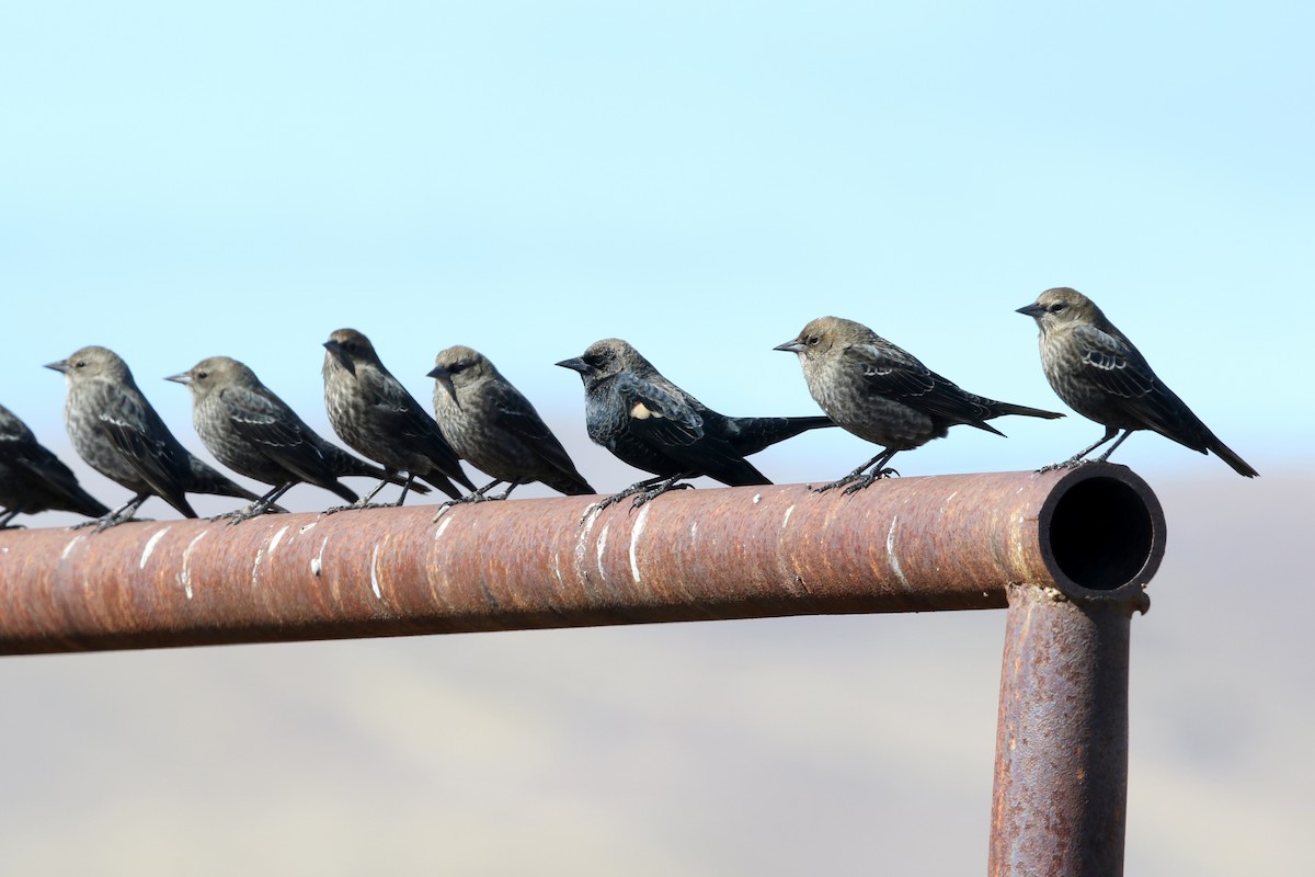 Tricolored Blackbird - ML644443333