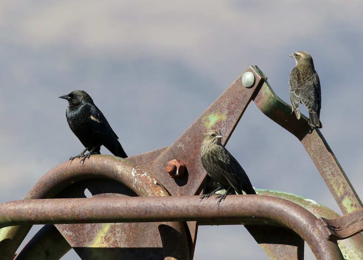 Tricolored Blackbird - ML644443334