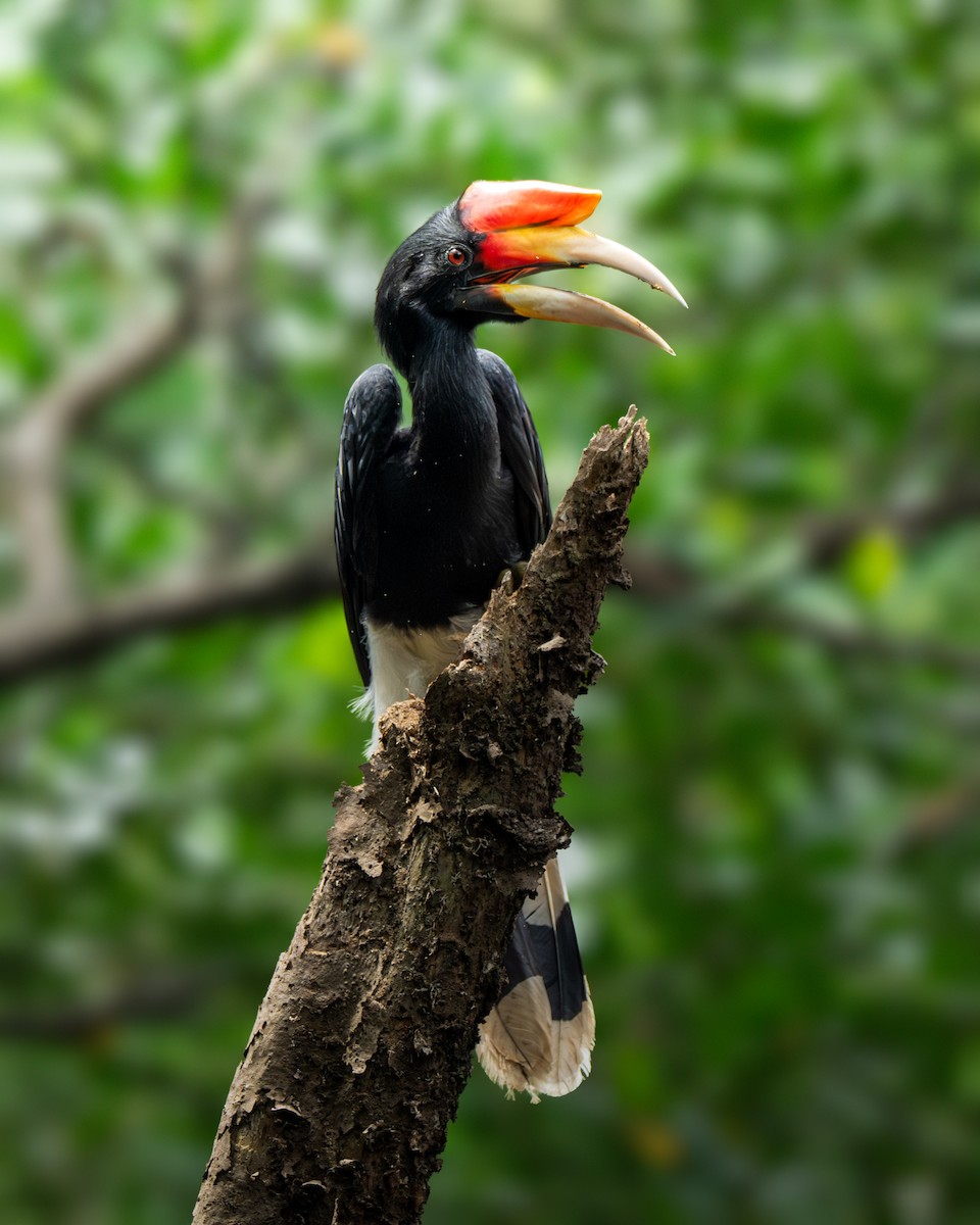 Rhinoceros Hornbill - ML644443335