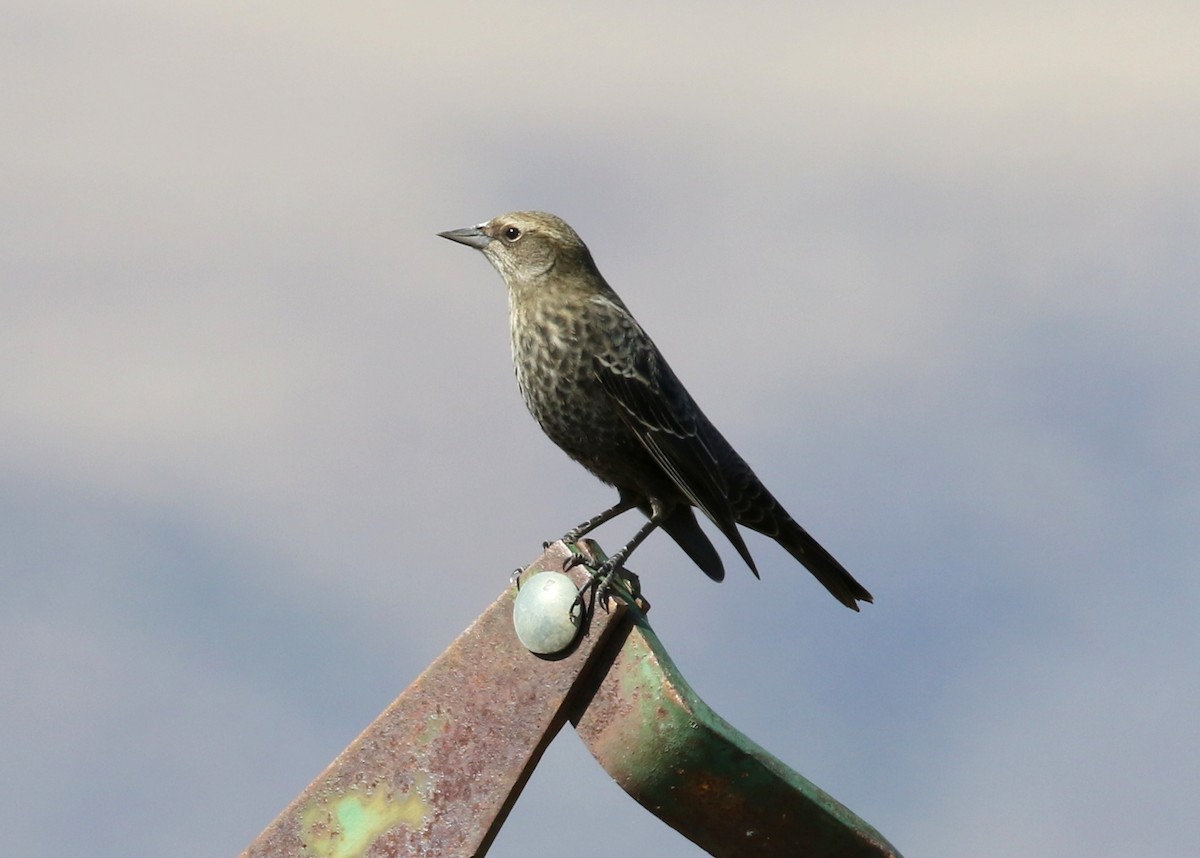 Tricolored Blackbird - ML644443336