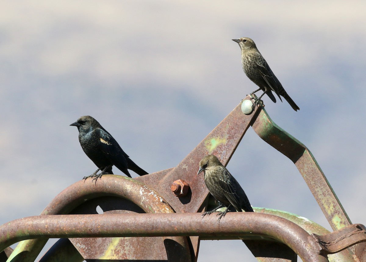 Tricolored Blackbird - ML644443337