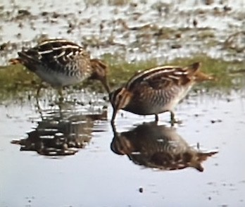 bekasina severoamerická - ML644443338