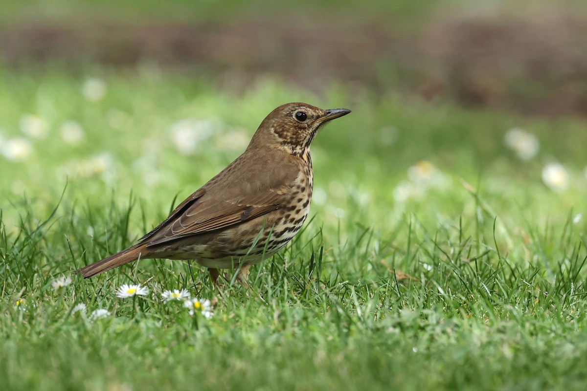Song Thrush - ML644443339