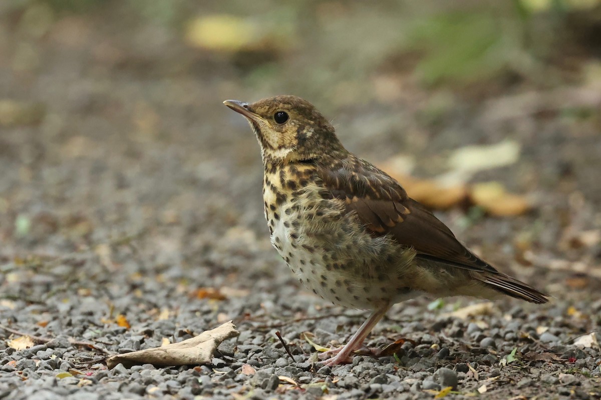Song Thrush - ML644443342