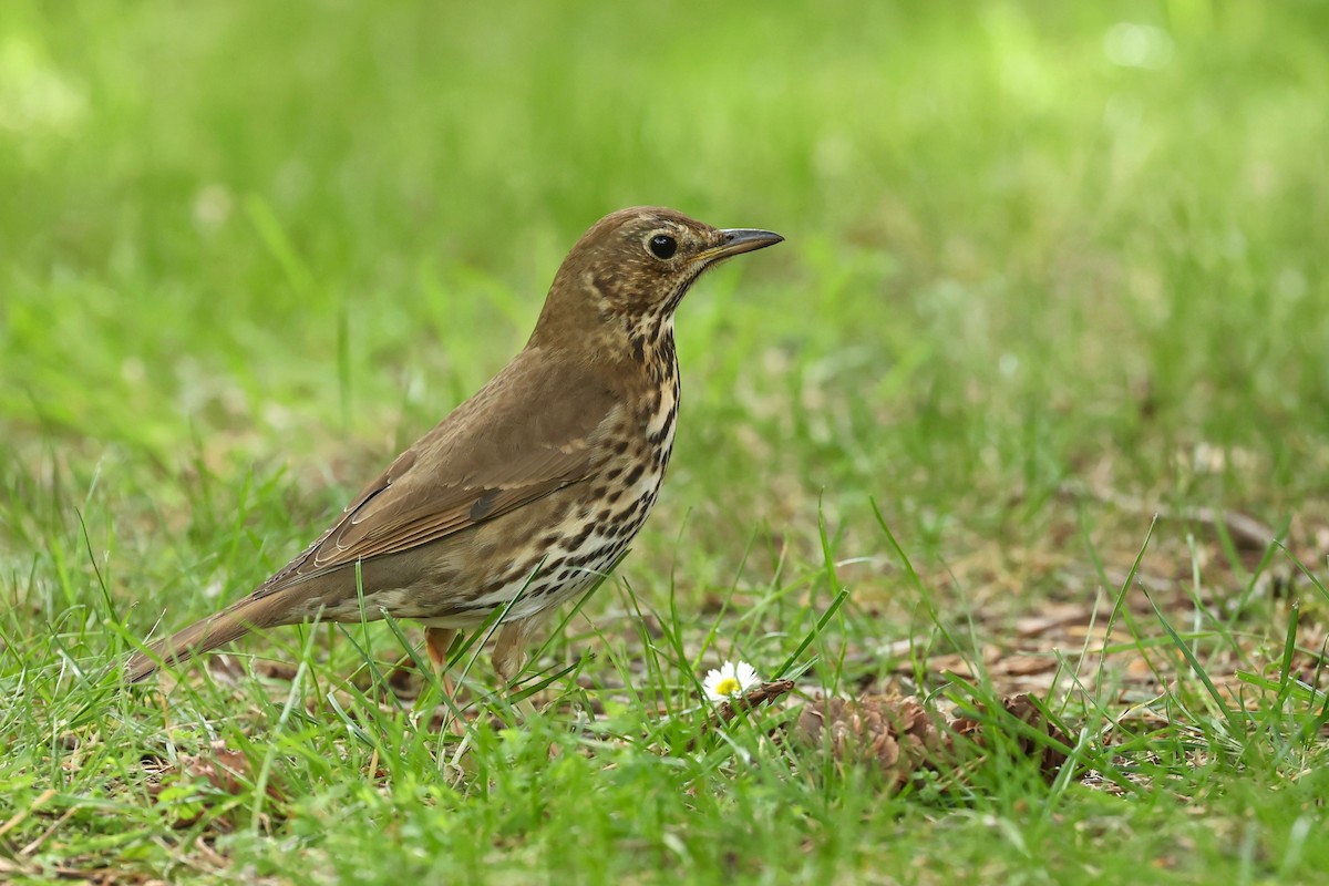 Song Thrush - ML644443343