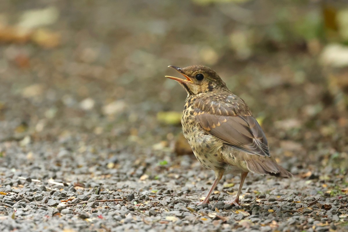 Song Thrush - ML644443344