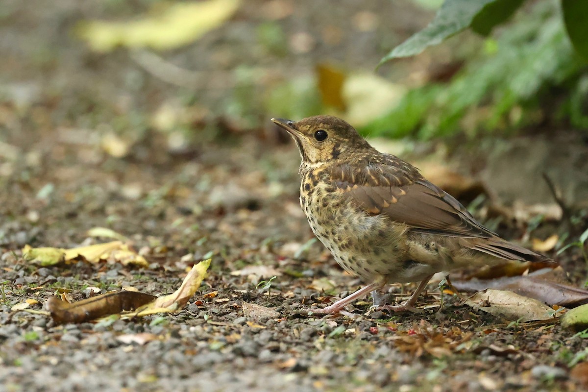Song Thrush - ML644443345