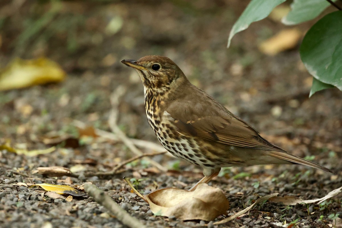 Song Thrush - ML644443347
