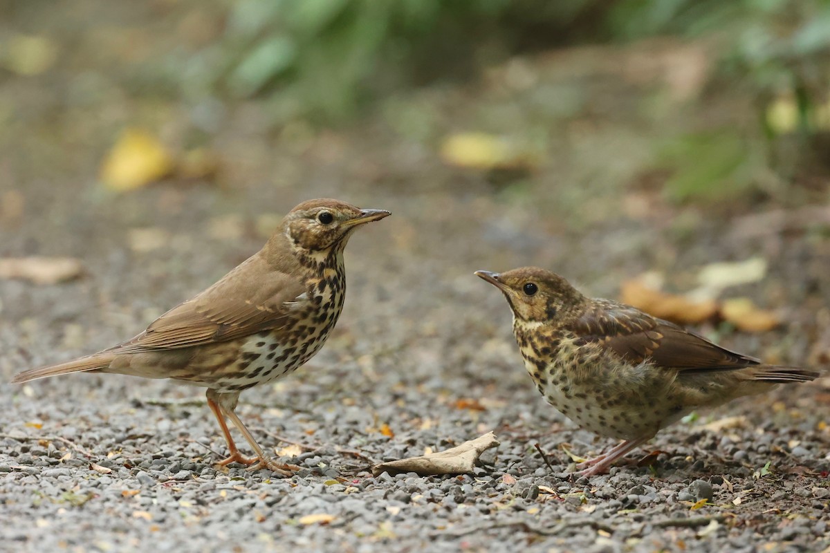 Song Thrush - ML644443348