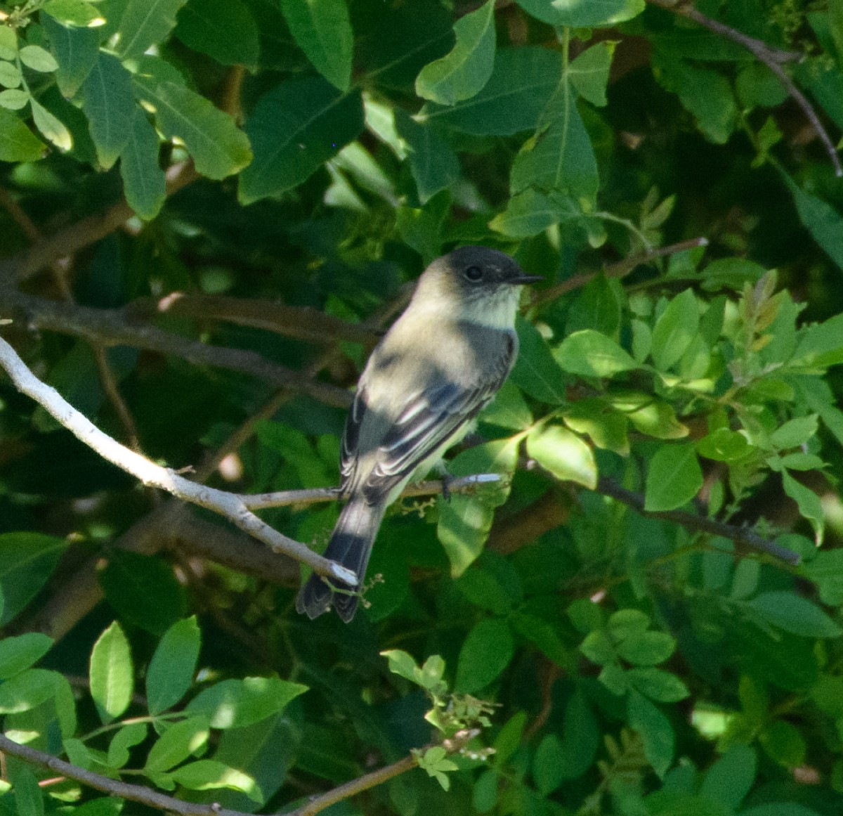 Weißbauch-Phoebetyrann - ML644443351