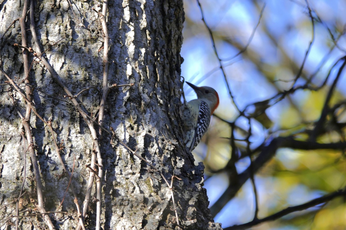 シマセゲラ - ML644443361