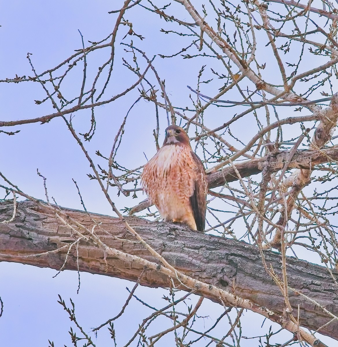 Red-tailed Hawk - ML644443364