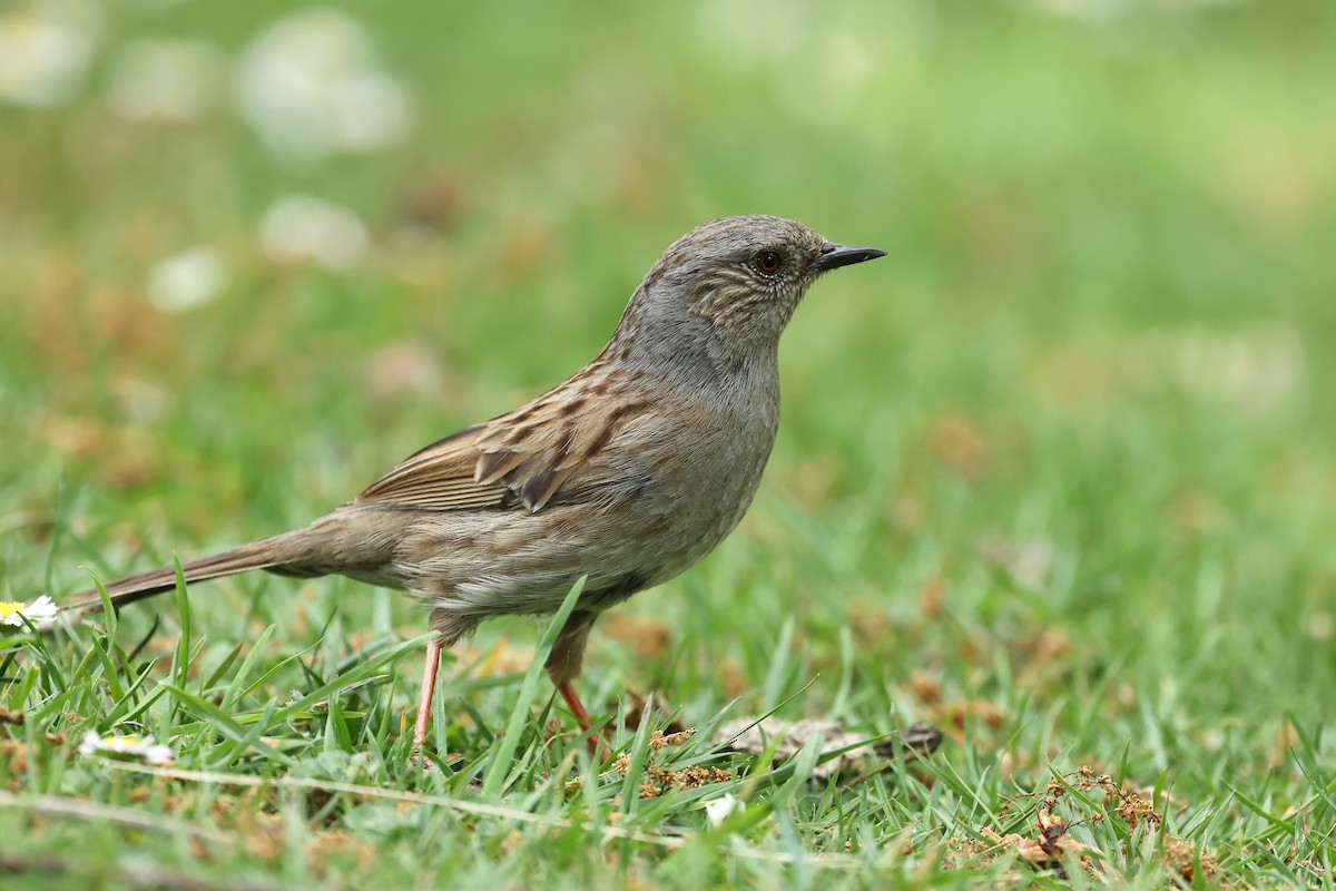 Dunnock - ML644443365