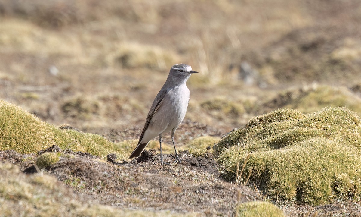 Dormilon à nuque jaune - ML644443371