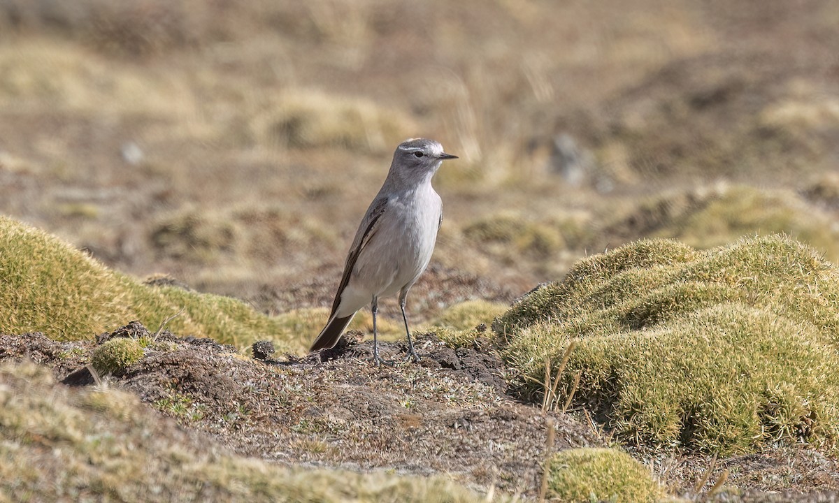 Dormilon à nuque jaune - ML644443372