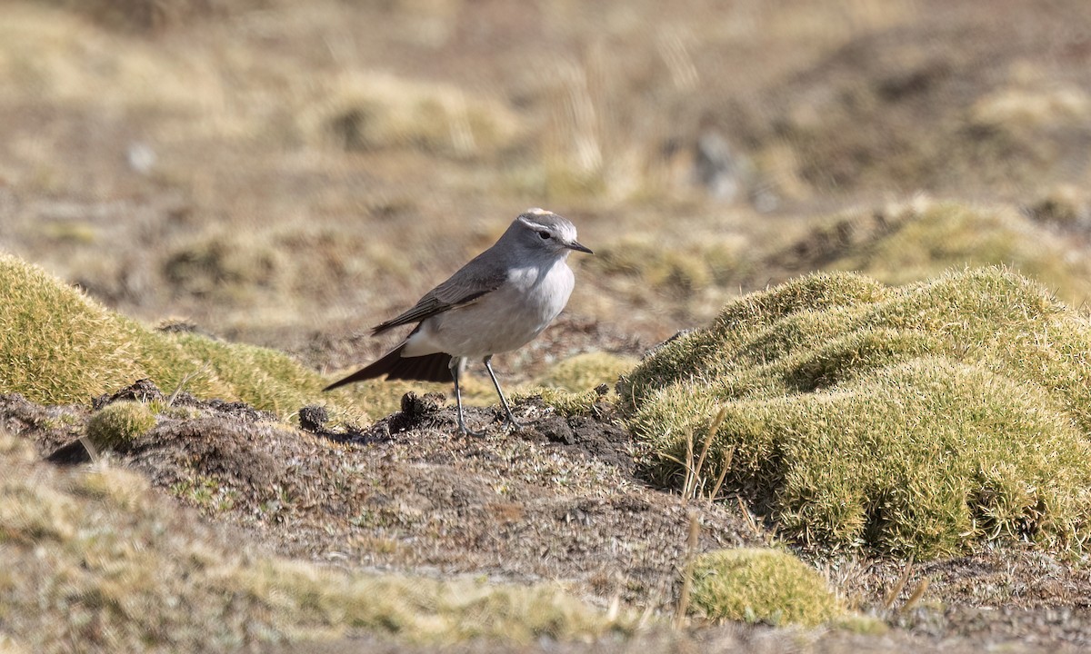 Dormilon à nuque jaune - ML644443373