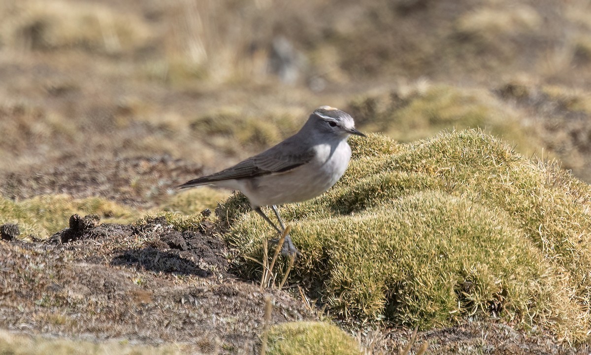 Dormilon à nuque jaune - ML644443374