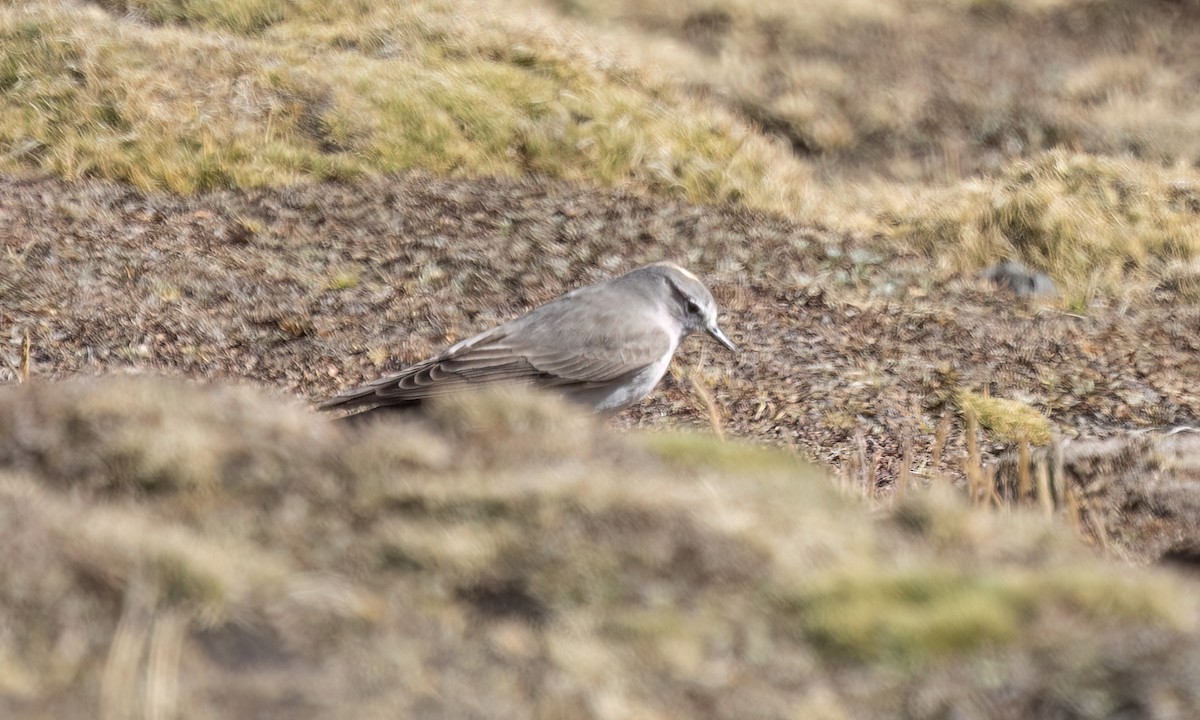 Dormilon à nuque jaune - ML644443375