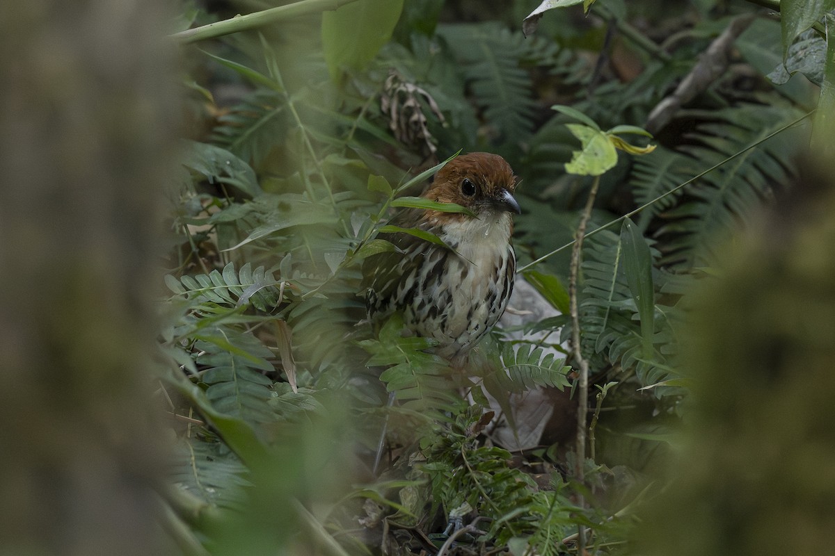 Chestnut-crowned Antpitta - ML644443385