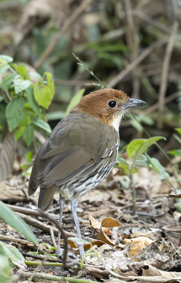 Chestnut-crowned Antpitta - ML644443386