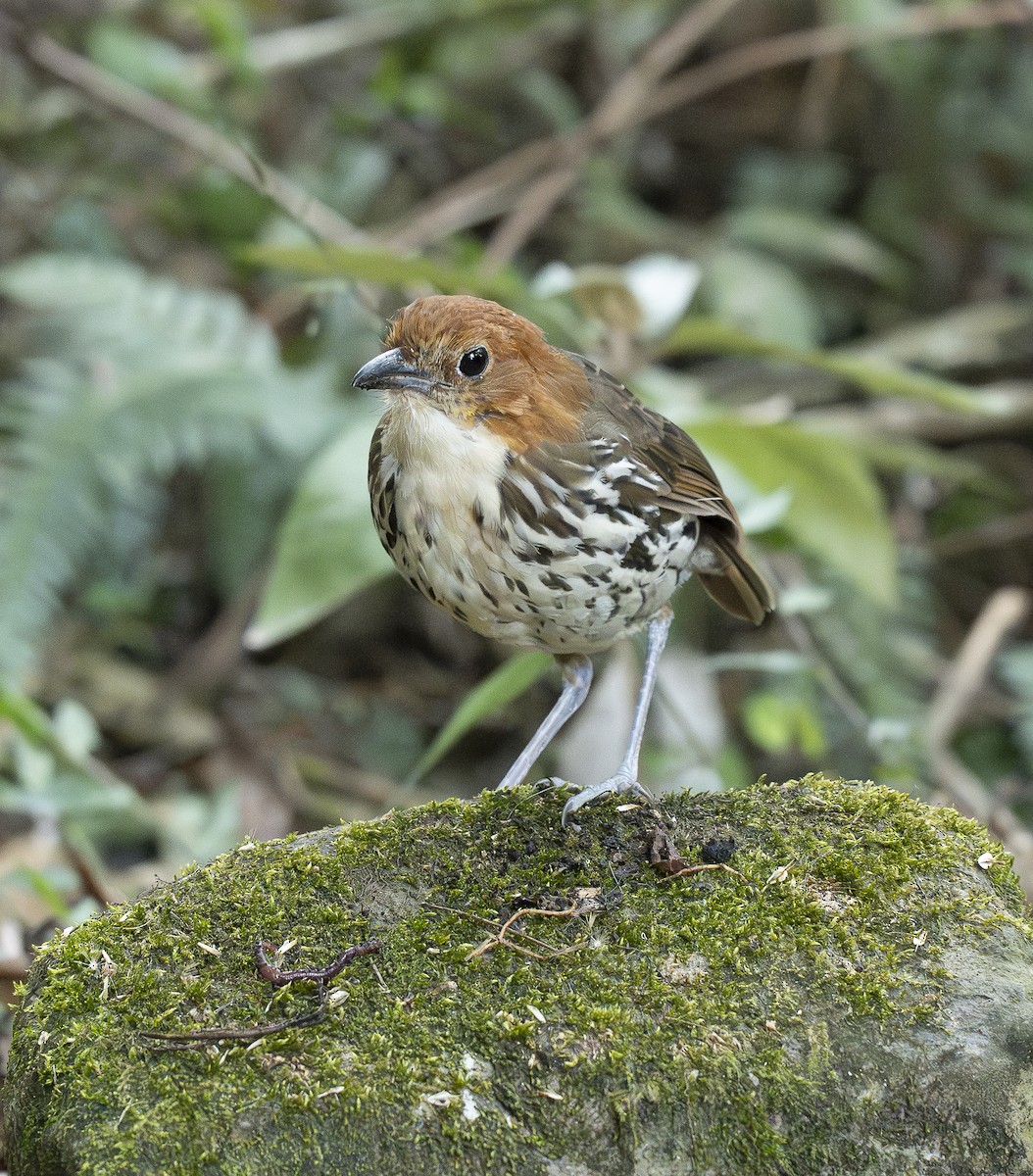 Chestnut-crowned Antpitta - ML644443387