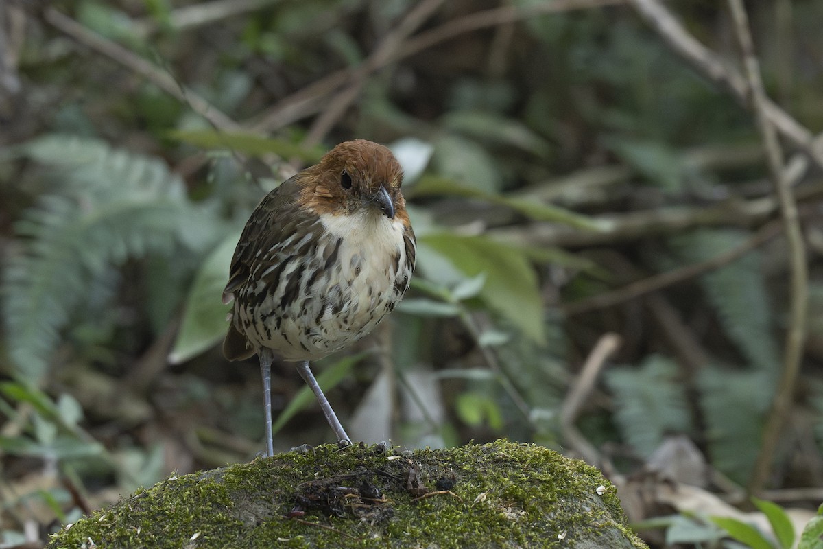 Chestnut-crowned Antpitta - ML644443389