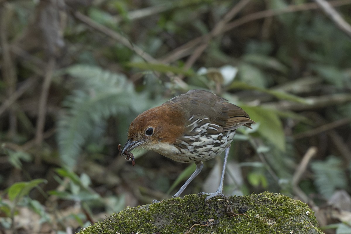 Chestnut-crowned Antpitta - ML644443390