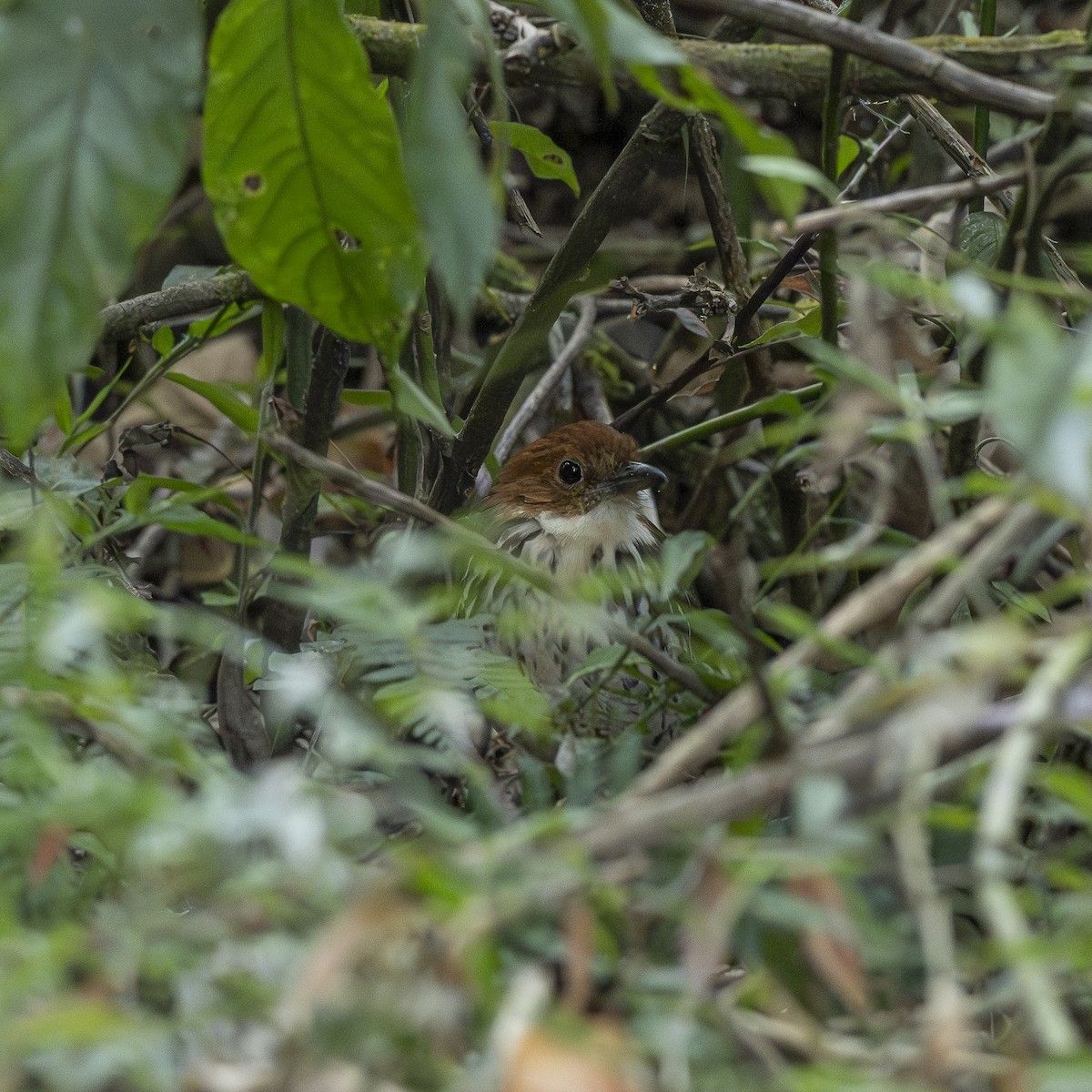 Chestnut-crowned Antpitta - ML644443391