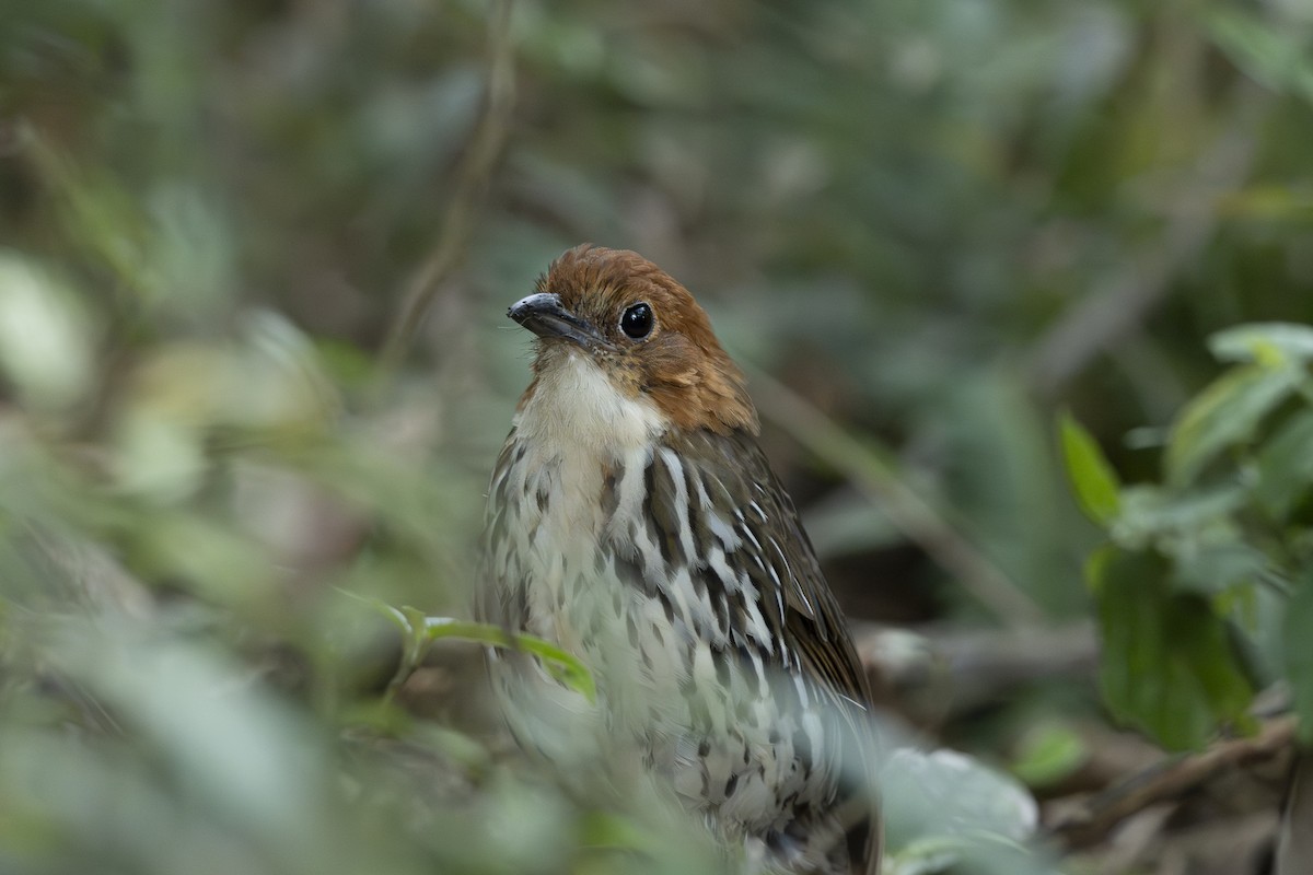 Chestnut-crowned Antpitta - ML644443392