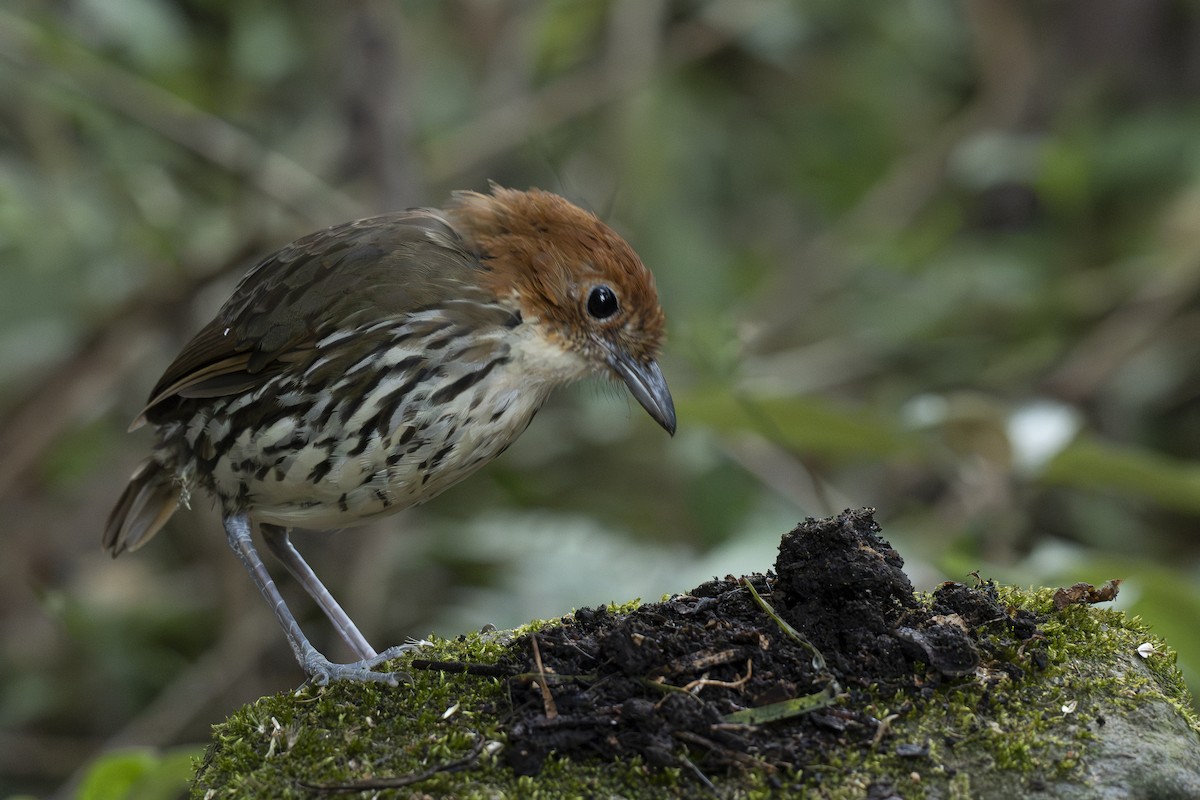 Chestnut-crowned Antpitta - ML644443393