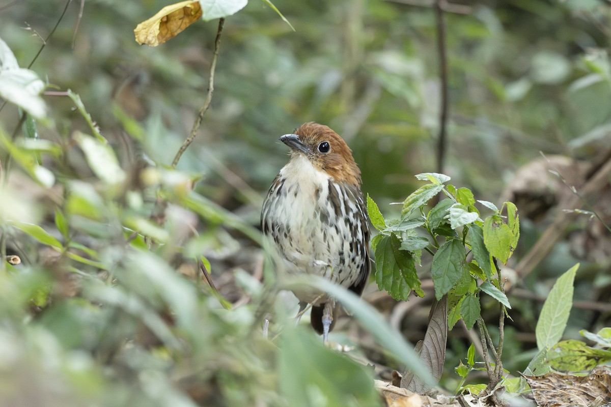 Chestnut-crowned Antpitta - ML644443394