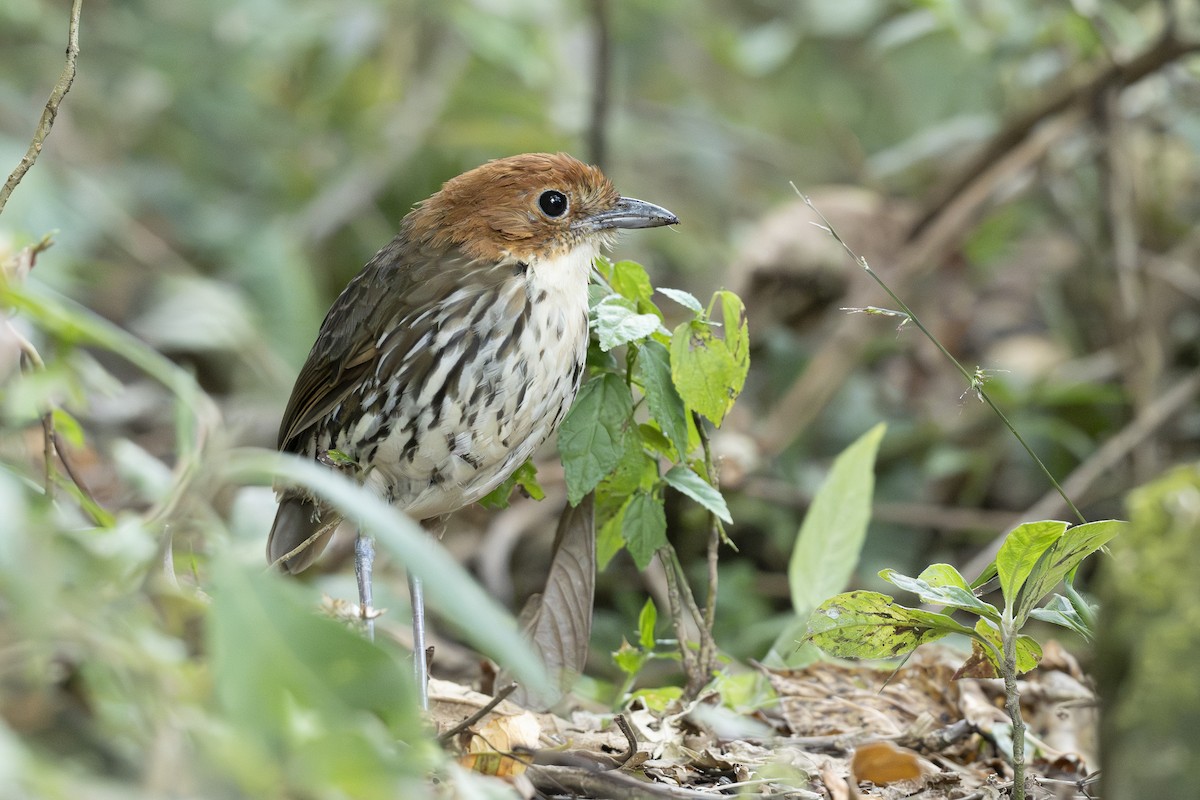 Chestnut-crowned Antpitta - ML644443395
