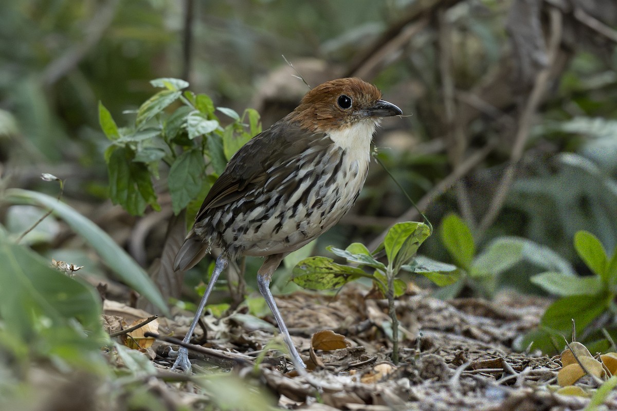 Chestnut-crowned Antpitta - ML644443397